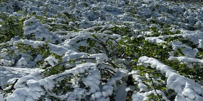 Don felaketinin boyutları ortaya çıkıyor: Bazı ürünlerde zarar yüzde 100