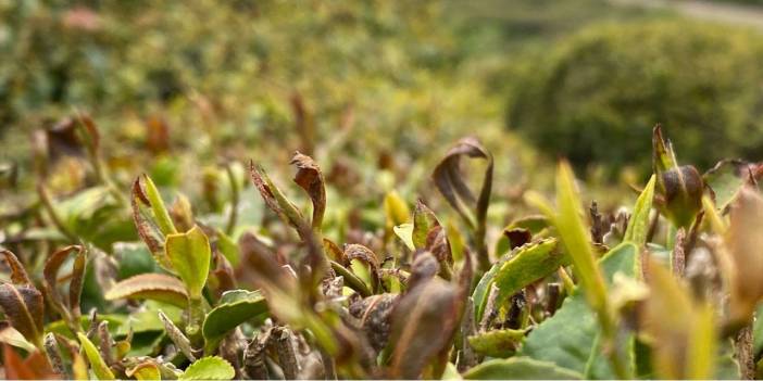 Konya, Rize, Edirne: Don felaketi üreticiyi vurdu