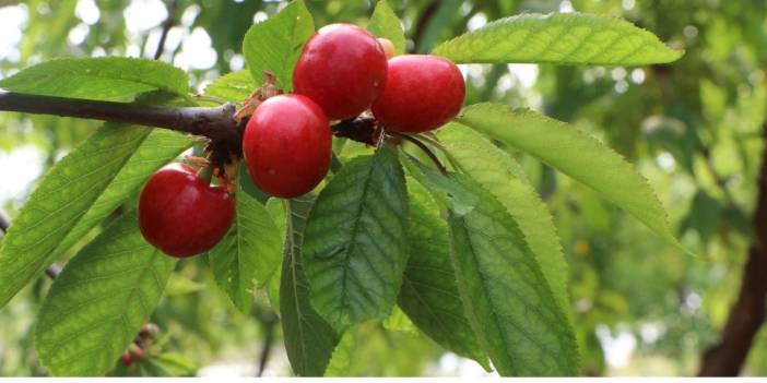 Çukurova’nın yeni umudu kiraz: Don felaketinden çok az etkilendi