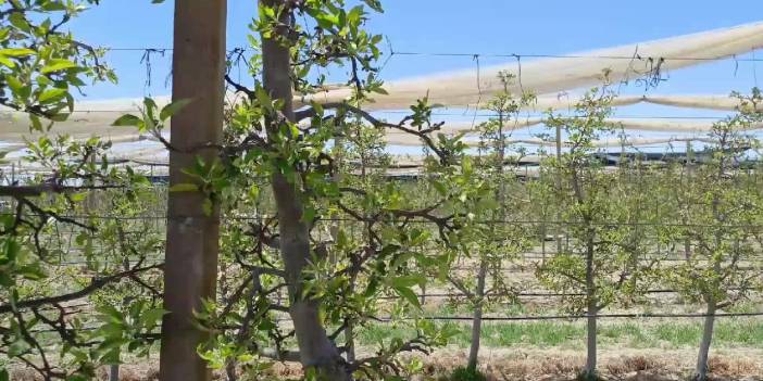 Zirai donun maliyeti: 'Yıllık 614 bin ton elma üretilen Niğde'de, bu yıl 500 bin tona yakın kayıp yaşanacak'