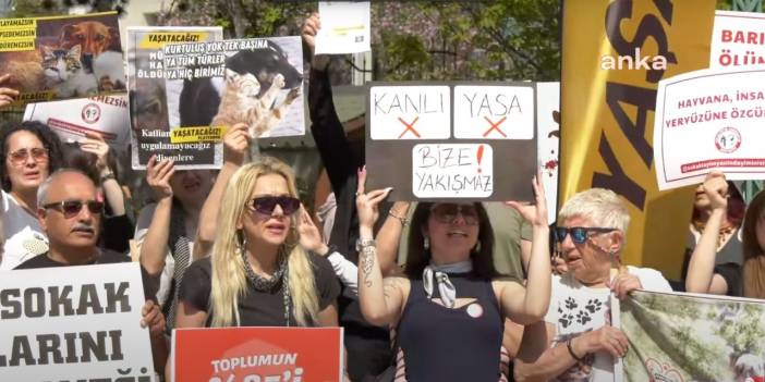 Sokak hayvanları için kader günü: Hak savunucuları AYM önünde