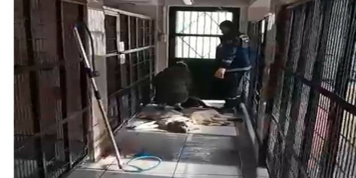 Hayvanların öldürüldüğü barınağın müdürü görevden alındı