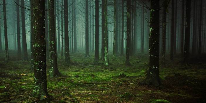 Meksikalı müzik grubunun üyeleri ormanda ölü bulundu