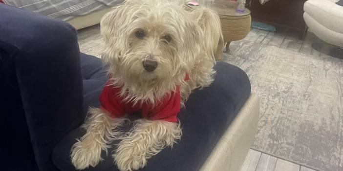 Köpek oteline bırakılan Tarçın yolda ölü bulundu