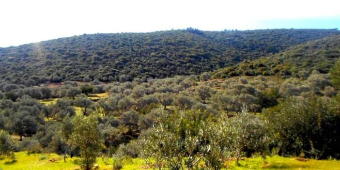 Tarım arazisinde define aramaya bakanlık engeli: Zeytinlikler korunmalı
