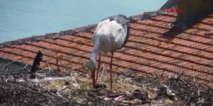 Yaren leyleğin yavruları halkalandı: Göç yolları uydudan izlenecek