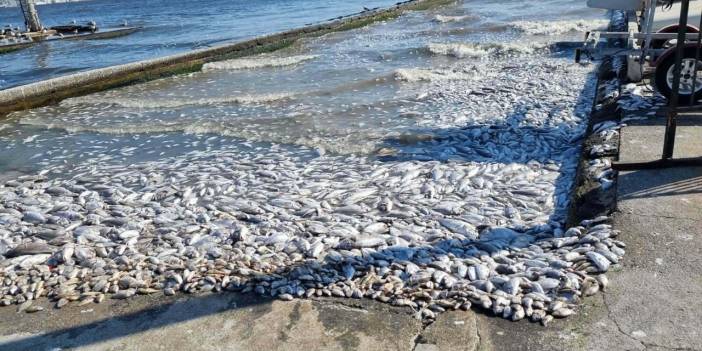 Körfezde plankton artışı öngörülüyor: 'Balık ölümleri yaşanabilir'