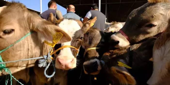 Bakanlık açıkladı: Hayvan pazarları ne zaman açılacak?