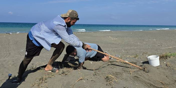 6 Şubat depremlerinde aksamıştı: Hatay'da yeşil kaplumbağalar yeniden koruma altında
