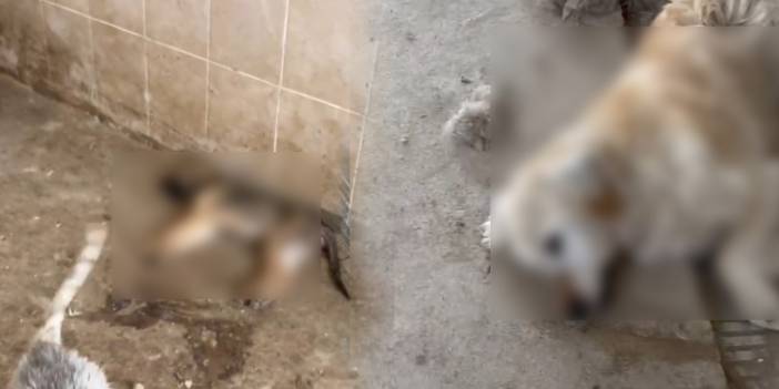 Gümüşhane Belediyesi barınağında köpeklerin susuzluktan öldüğü iddiasına soruşturma