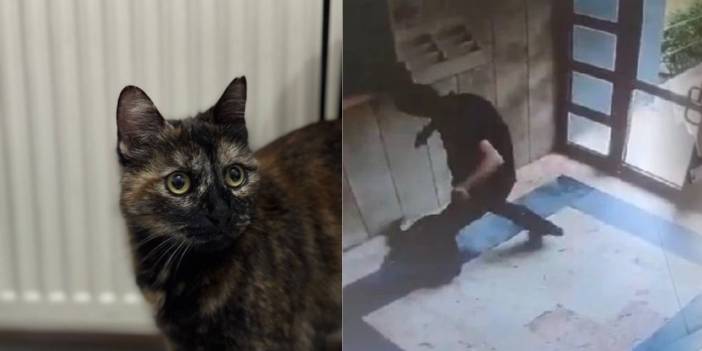 'Cezve' isimli kedinin katledilmesi tepkiye neden oldu: 'Cezalar caydırıcı olmalı'