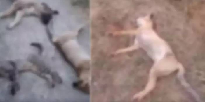 Hakkari'de hayvanları zehirlediler: 10 köpek, 5 kedi ve 3 tilki öldü