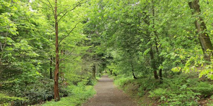 Erdoğan'ın imzasıyla 2 şehirdeki bazı alanlar 'orman' sayılmayacak