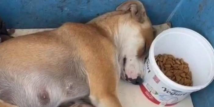 Büyükçekmece'de köpeği kaçıranlar serbest, halk tepkili