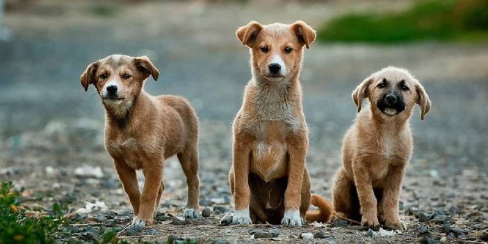 İstanbul Valiliğinden sokak hayvanları talimatı: İvedilikle toplayın