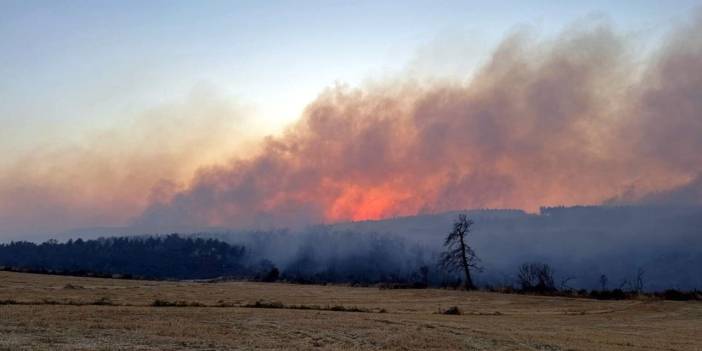 Çanakkale Gelibolu'da orman yangını: 126 yurttaş tahliye edildi