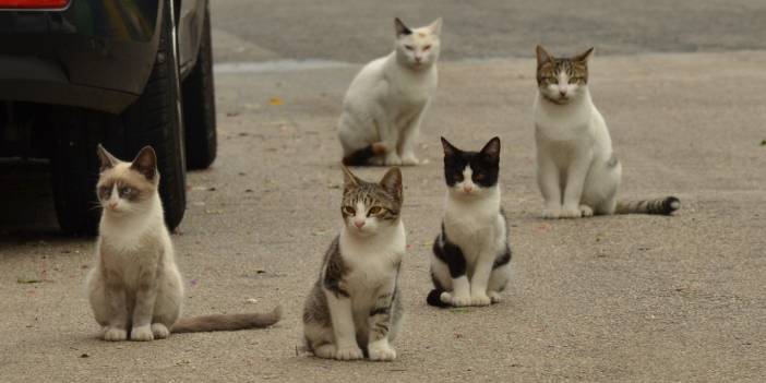 HayFed açıkladı: Sıra kedilere geldi