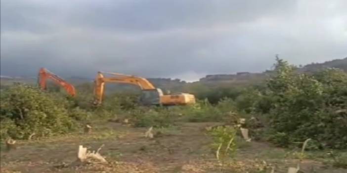 Samandağ'da TOMA'larla ağaç kesimi: Köylüler araçların önüne yattı