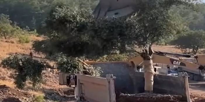 Akbelen'de zeytin ağaçlarını söktüren isim AKP'li çıktı