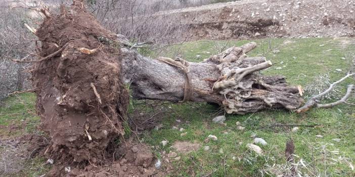 Zeytin ağaçlarının kaderi şirketlerin maaşlı profesörlerine bırakıldı