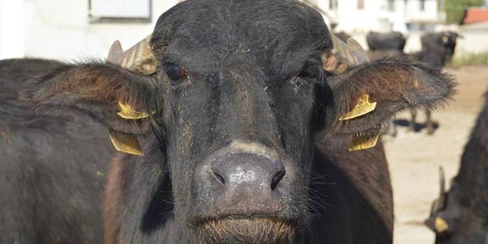 Bakanlık talimatıyla: Şap hastalığına rağmen hayvanlar Teknofest’e taşındı