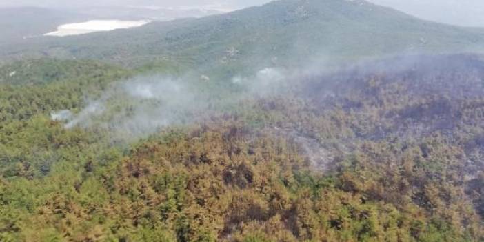 Orman Kanunu değişti: Orman yakanlara verilen cezalar artırıldı, TMO izniyle kenevir yetiştirilebilecek