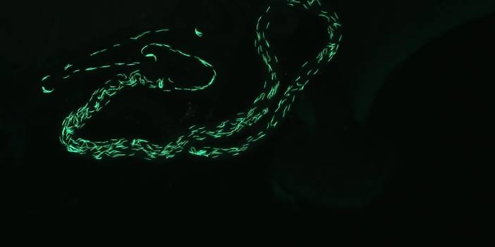 Oxford Üniversitesi’nin araştırmasında ezber bozan sonuç: Sık boşalma sperm kalitesini artırıyor