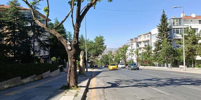 Kuğulu Park'ta ağaç kesimine uzman itirazı: 14 ağacın çoğu kesilmek yerine kurtarılabilir