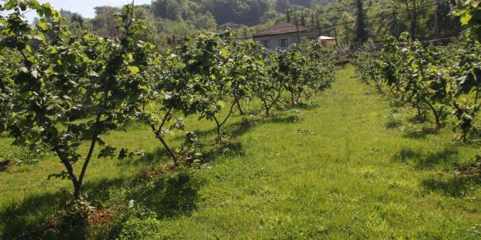 Altına hücum: Karadeniz'in fındık bahçeleri altın madeni kuşatması altında