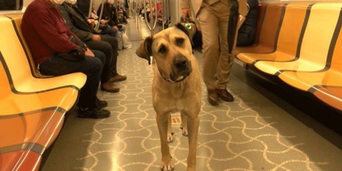 Boji'nin yuvası nerede olacak? Matematik Köyü, Demet Akalın, İlker Ayrık...