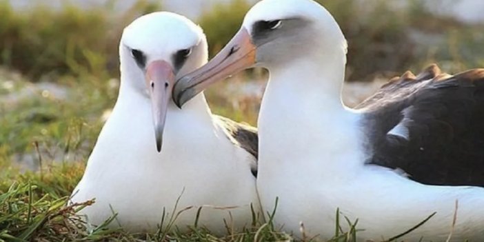 Giden gelmiyor: İklim krizi albatrosların yuvasını dağıttı