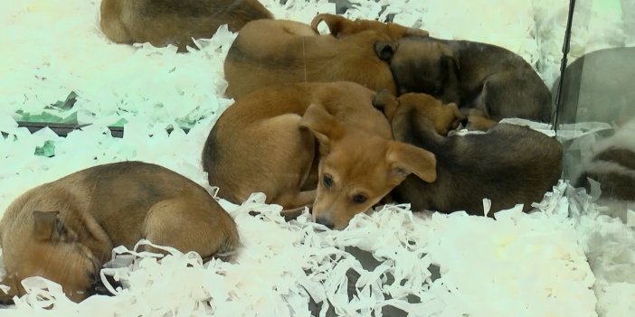 Petshop'larda hayvan satışı 7 ay sonra bitecek