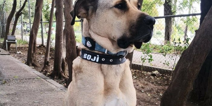 Boji'yi Ömer Koç sahiplendi