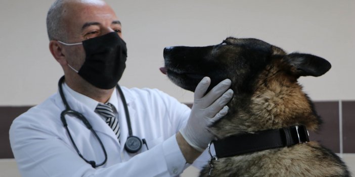 Prof. Dr. Aktaş: Köpek saldırısında koşmadan, göz teması da kurmadan yavaş adımlarla uzaklaşın