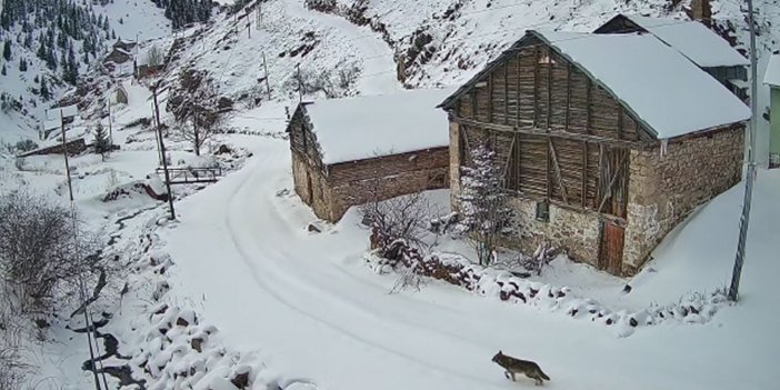 Nesli tükenme tehlikesiyle karşı karşıya olan vaşaklar köye indi