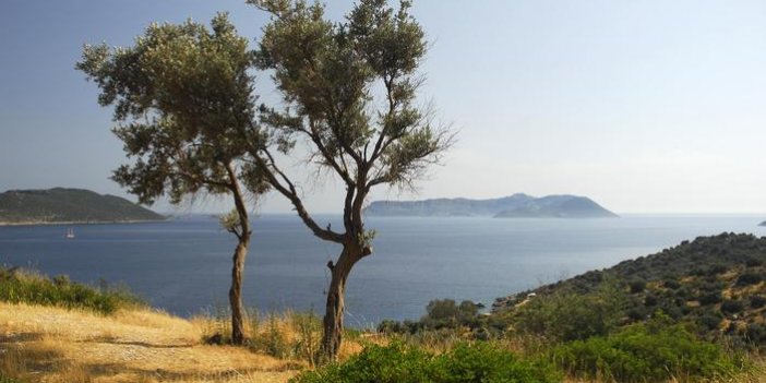 Türkiye'nin zeytinlikleri "madencilik" tehdidi altında