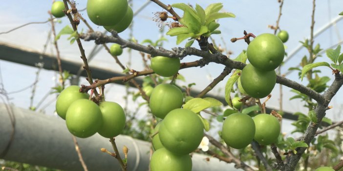 Yılın ilk eriğinin kilosu 600 TL'den satıldı