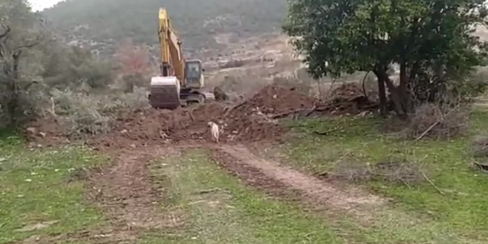 Milas'ta maden ocağı için zeytinler söküldü, tepki gösterenler gözaltına alındı