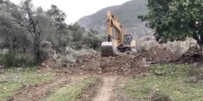 Sosyal medyada binlerce kişiden "zeytinime dokunma" paylaşımı