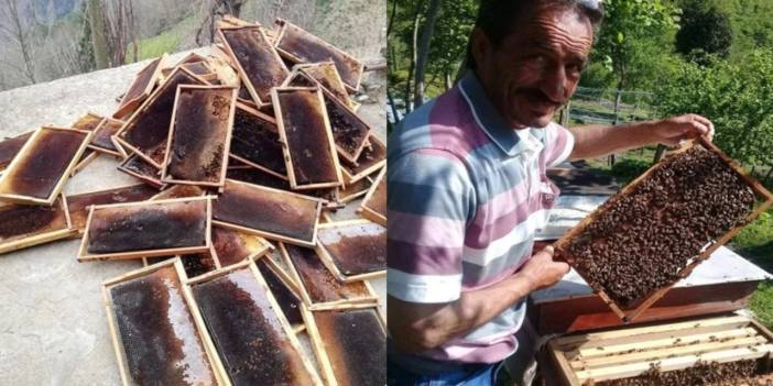 Taş ocağı yapılan İşkencedere'de arılar ölüyor