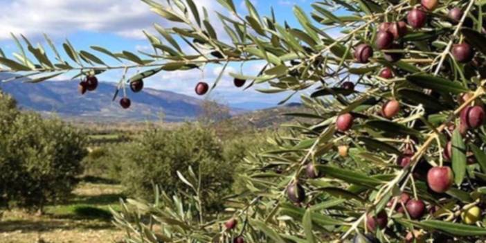 Danıştay, tepki çeken zeytin yönetmeliğine 'dur' dedi