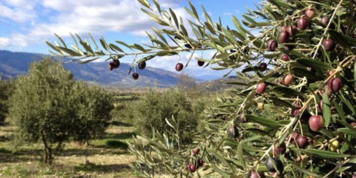 Bakanlık zeytinliklerin maden sahasına dönüşmesini savundu