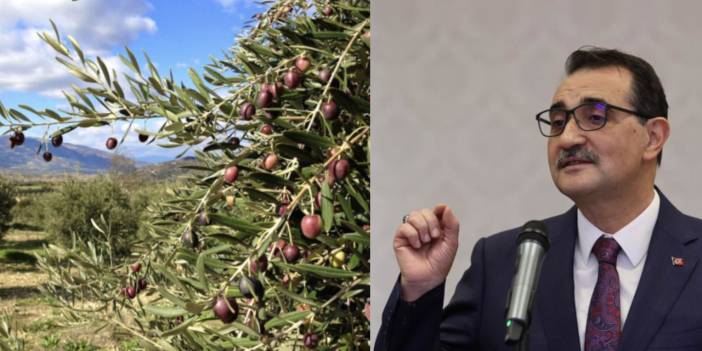 Bakan Dönmez zeytinliklerin madencilik faaliyetlerine açılmasını savundu: Dışa bağımlılığımız azalacak