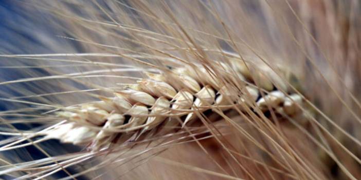 Rusya gıda krizinde topu Batı'ya attı
