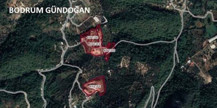 Bodrum’da sit koruması altındaki zeytinlikler 'artan turizm talebi' nedeniyle imara açıldı