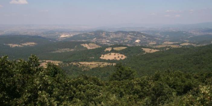 Üç buçuk milyon ağaç kesilecekti: Mahkeme, Kazdağı'nda Cengiz'e 'dur' dedi