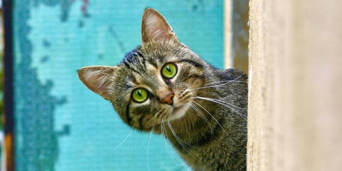 Kedide kuduz çıktı; iki mahalle karantinada