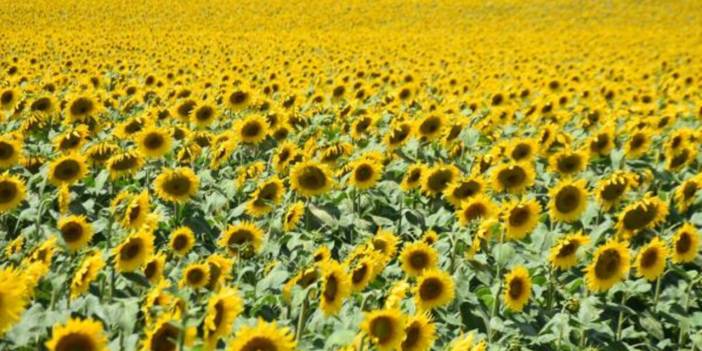 Ayçiçeği tarlalarında tırtıl istilası: 'Trakya doğal afet bölgesi ilan edilsin'