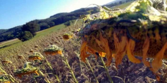 Trakya'dan sonra Marmara'yı da sardı: Çayır tırtılı Bursa'da da görüldü