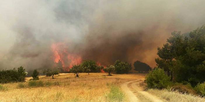 Manisa'da orman yangını
